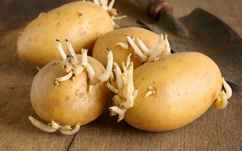 Thế nhưng, khoai tây là loại củ không thể được lâu. Do độ ẩm trong không khí cao lại không biết cách bảo quản nên khoai tây phần lớn bị mọc mầm hoặc chuyển sang màu xanh.
