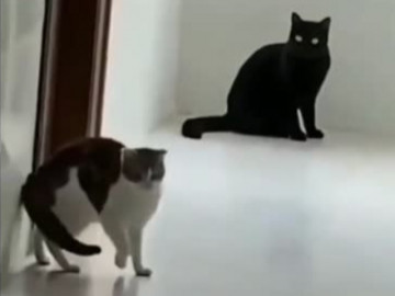 Phì cười với những con mèo thích tấu hài