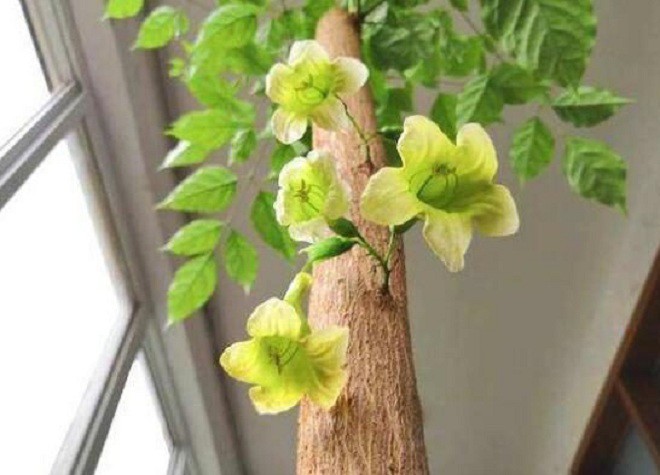 Loại cây này nghe tên đã thấy hạnh phúc, vừa giúp gia tăng vượng khí vừa giúp gia đạo bình an - 2