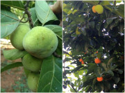 Tiêu dùng - Loại quả xưa trồng làm cảnh, tưởng không ăn được, giờ thành đặc sản lạ dân thành phố ưa chuộng, 200.000 đồng/kg