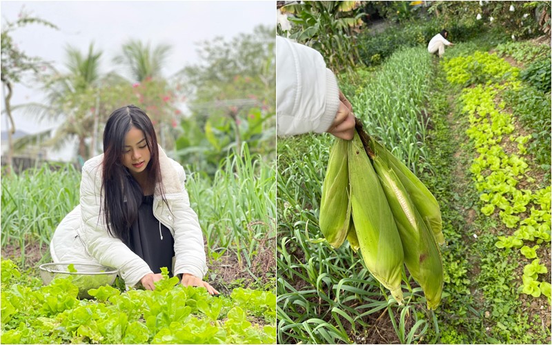 Đặc biệt, cạnh nhà có vườn rau sạch. Đào Thị Hiền thích thú thu hoạch rau, nông sản trong khu vườn xanh mướt.
