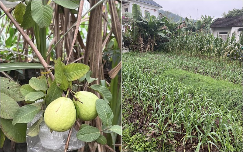 Đào Thị Hà cũng từng khoe vườn của mẹ: "Mẹ cứ hối ra vườn để xem thành quả của mẹ, nên Hà cũng đăng lên vài tấm cho mẹ vui chứ không g
