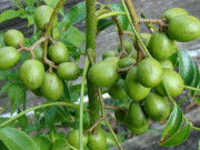 Sức khỏe - 5 loại quả khiến ung thư "sợ" hóa ra có đầy ở góc vườn quê, thế giới thì ca ngợi mà có loại người Việt ngó lơ