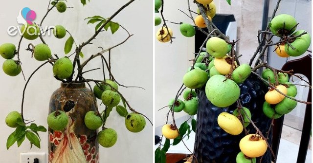View - Trend cắm cành quả độc lạ: Loại cành quả của tuổi thơ được bán 250.000 đồng/cành, vừa đẹp mắt vừa thơm khiến chị em mê mẩn