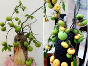 Tiêu dùng - Trend cắm cành quả độc lạ: Loại cành quả của tuổi thơ được bán 250.000 đồng/cành, vừa đẹp mắt vừa thơm khiến chị em mê mẩn