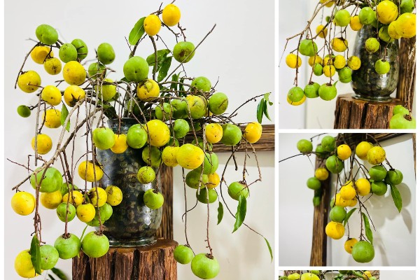 View - Trend cắm cành quả độc lạ: Loại cành quả của tuổi thơ được bán 250.000 đồng/cành, vừa đẹp mắt vừa thơm khiến chị em mê mẩn