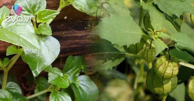 View - 5 loại "rau trường thọ” được cả thế giới ca tụng, nước ta mọc um tùm như cỏ dại mà ít người ăn