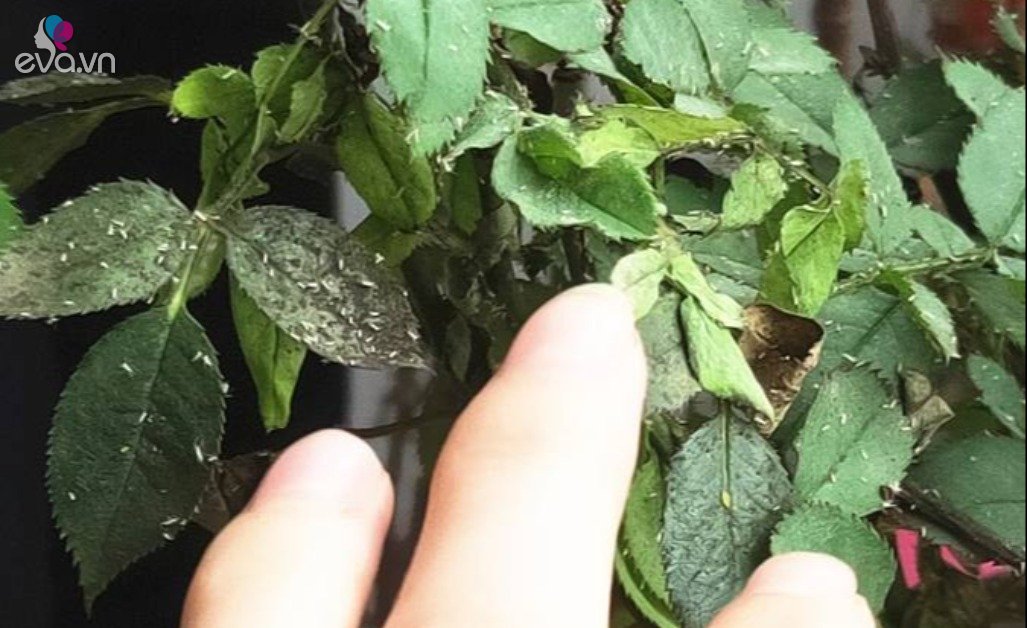 Gallery - Hoa hồng bị rệp tấn công triền miên, thử 3 loại "nước thần” này sẽ hết sạch sau một đêm