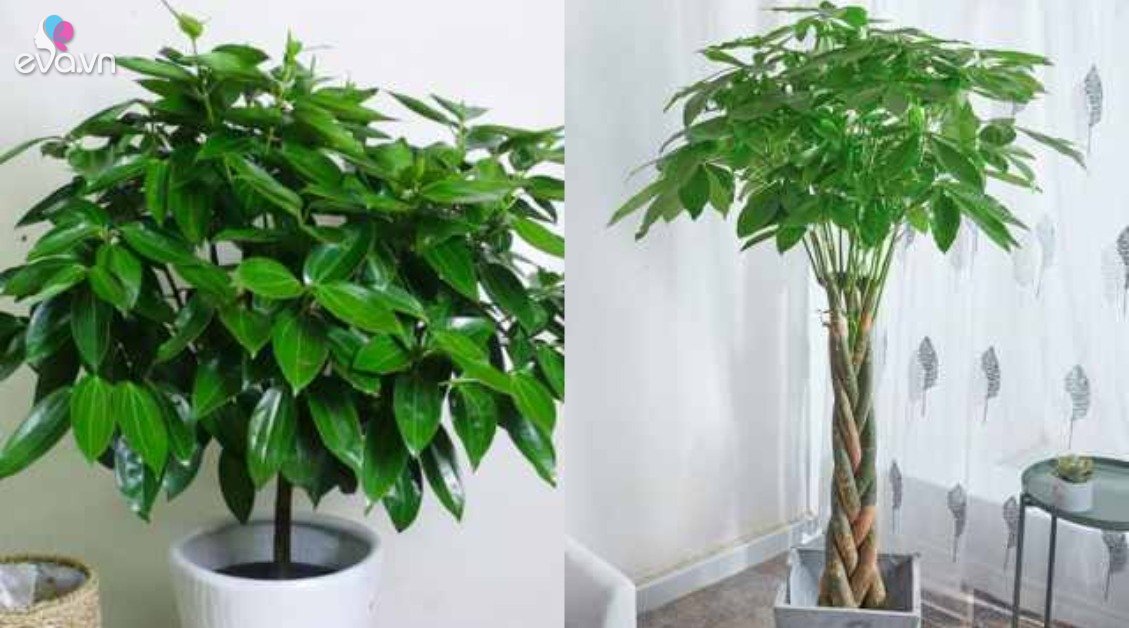 View - 5 loại cây may mắn mùa hè phát triển điên cuồng, đặt ở phòng khách trông vừa bề thế vừa hút tài lộc