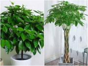 Nhà đẹp - 5 loại cây may mắn mùa hè phát triển điên cuồng, đặt ở phòng khách trông vừa bề thế vừa hút tài lộc