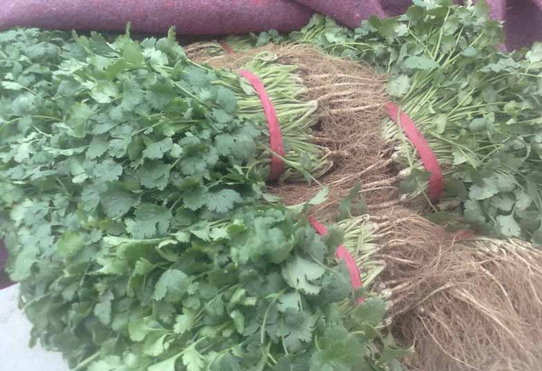 A bunch of coriander