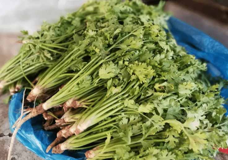 Cutting off the wilted leaves of coriander