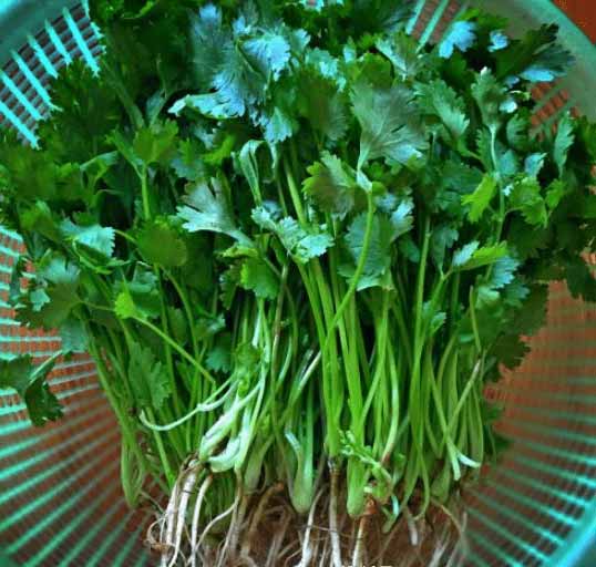 A woman holding coriander