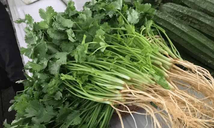 Four different methods for storing coriander