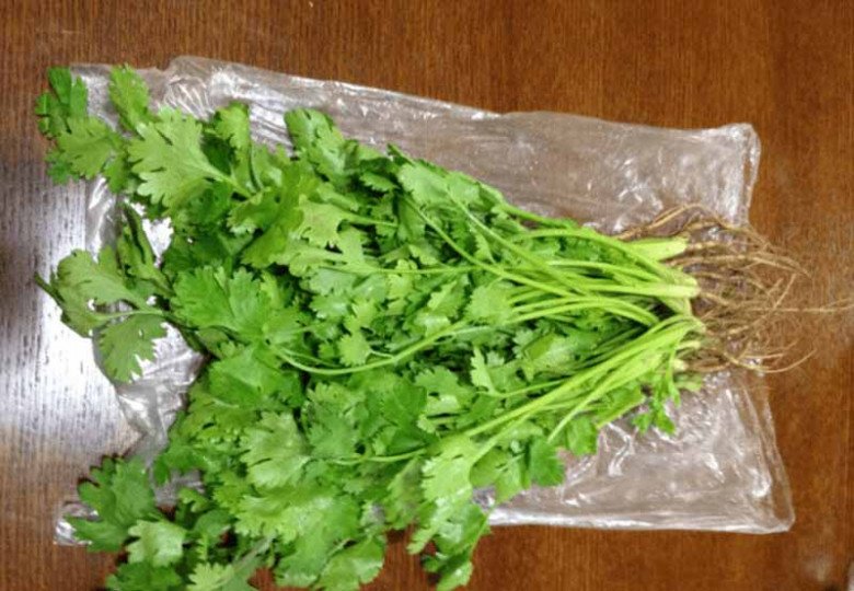 Coriander roots in light green and yellow colors