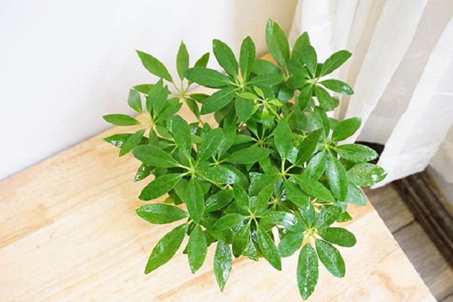 6 loại cây được ví như “máy hút bụi”, trồng một chậu trong nhà người già trẻ nhỏ ít ốm vặt hẳn - 7