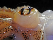 Tiêu dùng - Thứ xưa vứt bỏ không ai ăn, giờ thành đặc sản nổi tiếng, càng ăn càng mê vì giòn sần sật, 250.000 đồng/kg