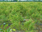 Tin tức - Nghề lạ ở Việt Nam: Cử nhân gác bằng về trồng loại quả nhập khẩu lạ, trái đỏ mọng sai trĩu, thu về hơn 1 tỷ đồng/năm