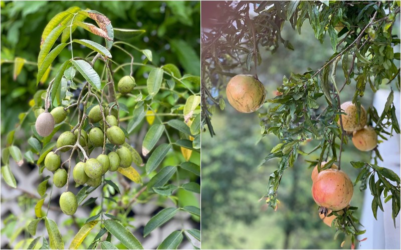 Trong khu vườn nhà nàng Á hậu Việt Nam 1994 có rất nhiều loại quả khác nhau như cóc, lựu, ổi...
