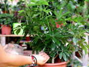 Nhà đẹp - Ném 1 viên vào chậu, vừa khử trùng diệt sạch sâu bệnh vừa kích rễ, cây nào cũng thích mê