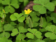 Lifestyle - Loại rau xưa mọc dại không ai ăn, giờ thành đặc sản được chị em nội trợ "săn lùng" vì bổ dưỡng, 140.000 đồng/kg