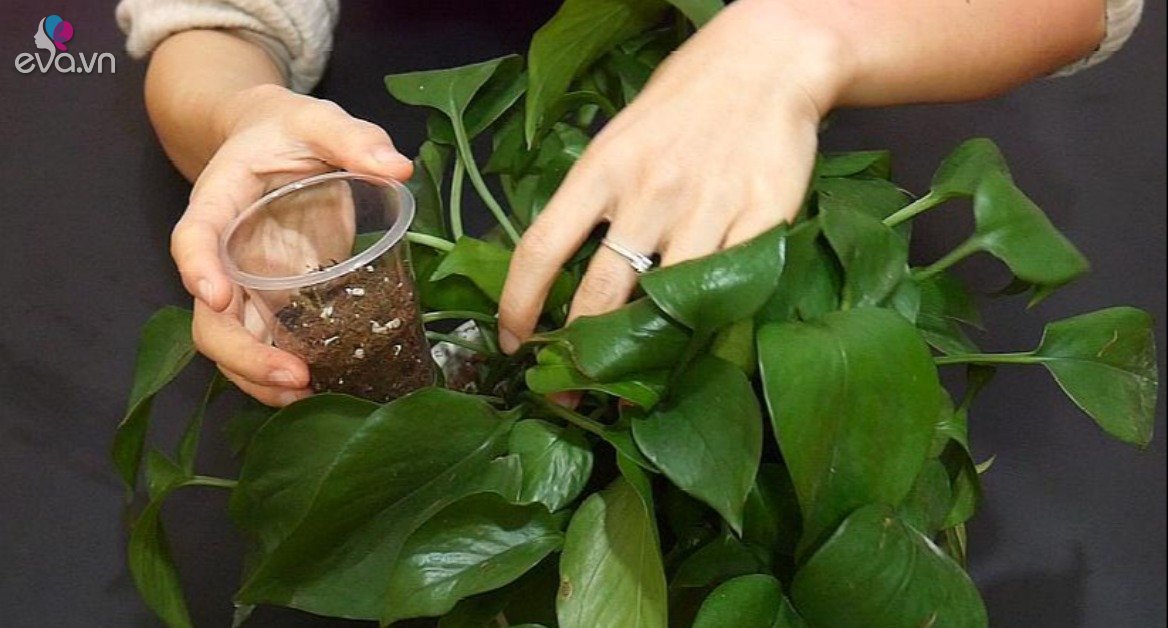 View - Rắc một nắm vào chậu, hoa khó trồng đến đâu cũng không lo vàng lá, rễ trắng như bông bưởi