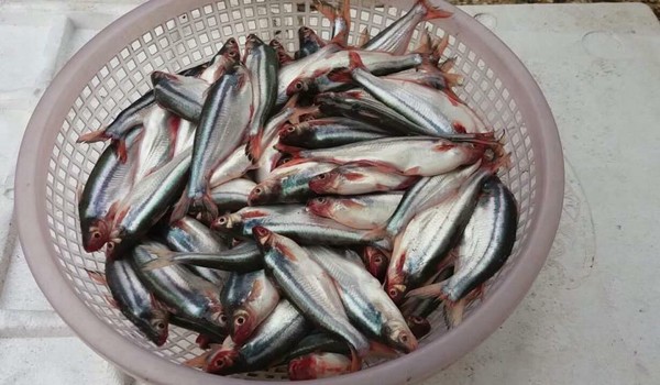 Chúng có mỏ thon nhọn hơn so với cá sát thường, vì thế chuyên mò những con hến tại các bãi bồi ven sông để ăn.