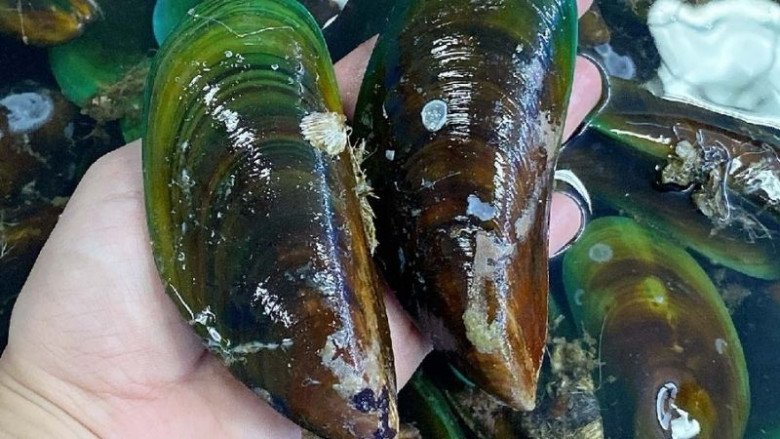 Cần mua vẹm xanh tươi ngon. (Ảnh minh họa). 