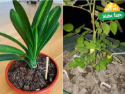 Nhà đẹp - Đũa và ống hút cũ đừng vội vứt đi, hãy cắm chúng vào chậu hoa, rất có lợi cho cây