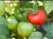 Sức khỏe - Hai loại cà chua tuyệt đối không nên ăn, loại dễ gây ung thư, loại hại cho dạ dày, cắn một miếng cũng độc