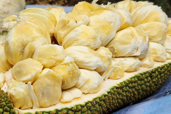 View - Độc lạ loại mít bổ ra lại thơm nức hương vị sầu riêng, ruột 3 màu hấp dẫn, đắt gấp 5 lần mít thường vẫn cháy hàng