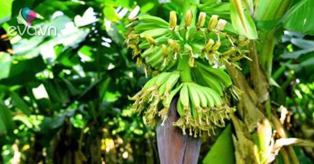 View - Thứ bổ nhất của cây chuối nhưng toàn bị vứt cho lợn ăn, đem nấu kiểu này được món siêu ngon