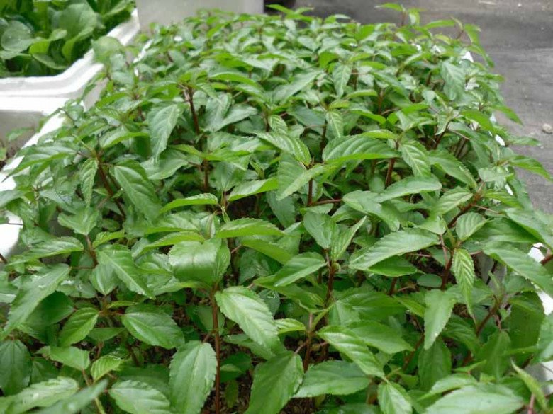 View - Cây rẻ tiền nấu lên nhớt nhớt nhưng bổ ngang nhân sâm, tiếc là không phải người Việt nào cũng dám ăn