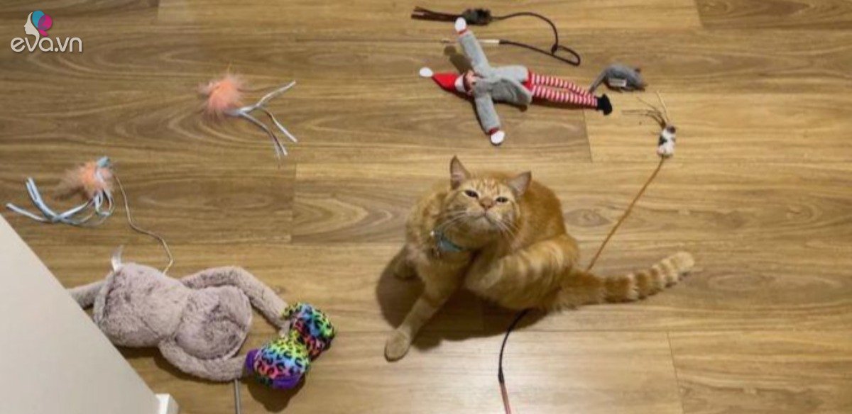 View - Mèo "đạo tặc” mang đồ đi tặng cho hàng xóm mới để lấy lòng, khi "rửa tay gác kiếm” tiếng xấu đã đồn xa