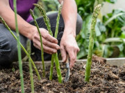 Nhà đẹp - Loại rau 150.000/kg được mệnh danh là “rau hoàng đế”, vừa xuất hiện liền được săn đón, trồng 1 thùng ăn suốt 30 năm