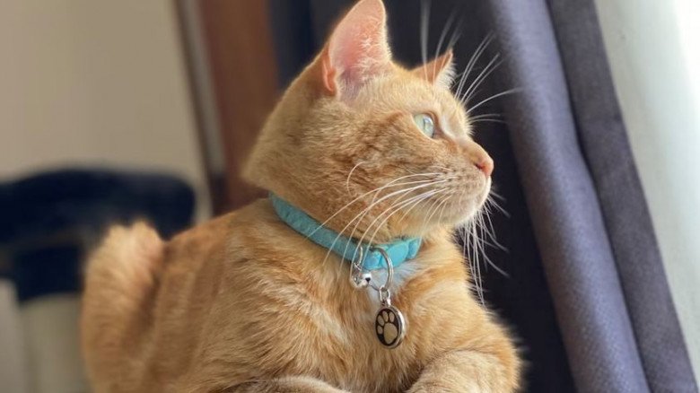 View - Mèo "đạo tặc” mang đồ đi tặng cho hàng xóm mới để lấy lòng, khi "rửa tay gác kiếm” tiếng xấu đã đồn xa