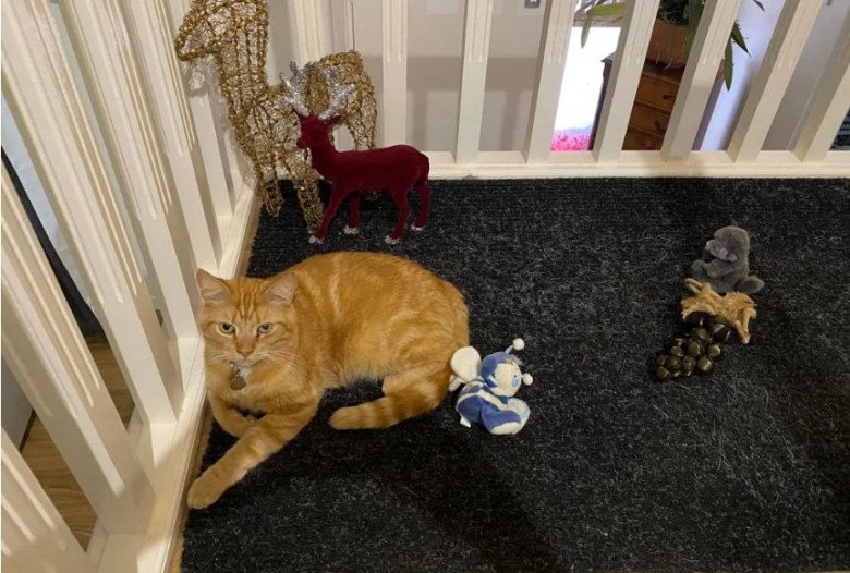 View - Mèo "đạo tặc” mang đồ đi tặng cho hàng xóm mới để lấy lòng, khi "rửa tay gác kiếm” tiếng xấu đã đồn xa