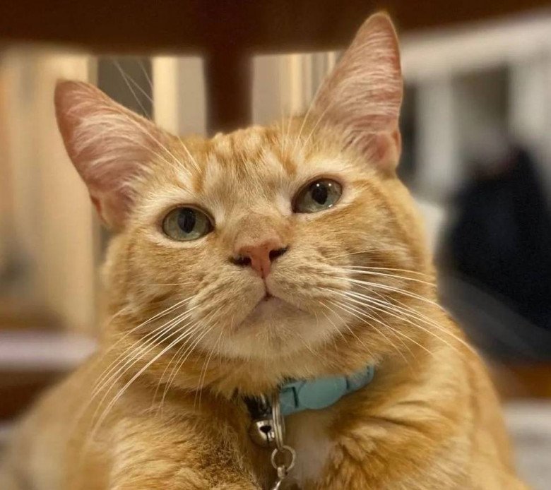 View - Mèo "đạo tặc” mang đồ đi tặng cho hàng xóm mới để lấy lòng, khi "rửa tay gác kiếm” tiếng xấu đã đồn xa