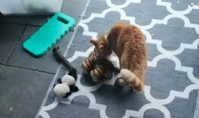 View - Mèo "đạo tặc” mang đồ đi tặng cho hàng xóm mới để lấy lòng, khi "rửa tay gác kiếm” tiếng xấu đã đồn xa