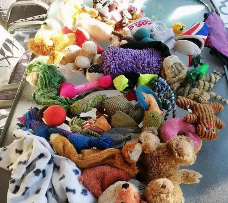 View - Mèo "đạo tặc” mang đồ đi tặng cho hàng xóm mới để lấy lòng, khi "rửa tay gác kiếm” tiếng xấu đã đồn xa