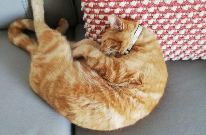 View - Mèo "đạo tặc” mang đồ đi tặng cho hàng xóm mới để lấy lòng, khi "rửa tay gác kiếm” tiếng xấu đã đồn xa