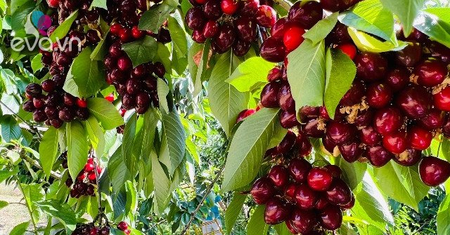 Nghề lạ ở Việt Nam: Trồng loại quả nhập khẩu đỏ mọng vạn người mê, trái sai trĩu trịt, cung không đủ cầu - 6