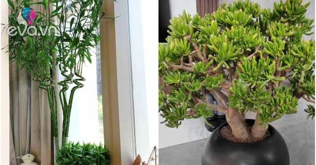 View - Ít ai biết 5 cây này có thể "đổi vận”, chỉ cần trồng một chậu dù đang xui đến đâu cũng gặp may