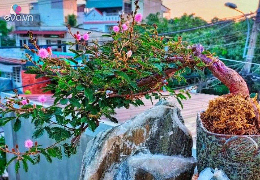 View - Loại cây mọc dại xưa toàn cuốc bỏ đi, giờ cho vào chậu uốn cành bonsai, chăm 2 tháng bán 500.000 đồng/cây