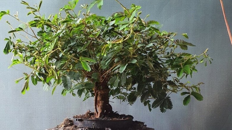 Loại cây mọc dại xưa toàn cuốc bỏ đi, giờ cho vào chậu uốn cành bonsai, chăm 2 tháng bán 500.000 đồng/cây - 5