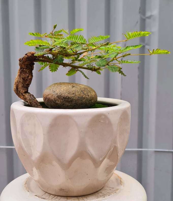 Loại cây mọc dại xưa toàn cuốc bỏ đi, giờ cho vào chậu uốn cành bonsai, chăm 2 tháng bán 500.000 đồng/cây - 4