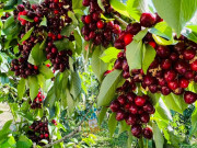 Tin tức - Nghề lạ ở Việt Nam: Trồng loại quả nhập khẩu đỏ mọng vạn người mê, trái sai trĩu trịt, cung không đủ cầu