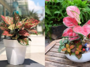 Lifestyle - Loại cây xưa ít người biết, giờ được chị em ưa chuộng vì vừa đẹp vừa tốt cho môi trường, 140.000 đồng/chậu