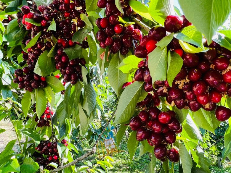 Nghề lạ ở Việt Nam: Trồng loại quả nhập khẩu đỏ mọng vạn người mê, trái sai trĩu trịt, cung không đủ cầu - 1