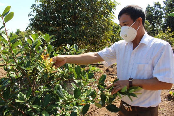 Nghề lạ ở Việt Nam: Trồng loại quả nhập khẩu đỏ mọng vạn người mê, trái sai trĩu trịt, cung không đủ cầu - 3